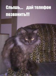 У нас дорогой кот и стоимость его постоянно растет