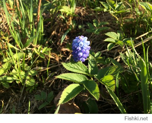 делюсь весной из Подмосковья