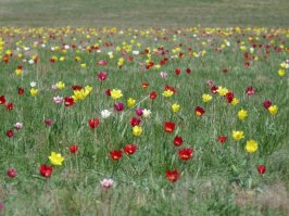 Держи немного весны, и не грусти весна приходит ко всем только в разное время...
