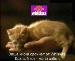 Хороший совет. Кот - враг!