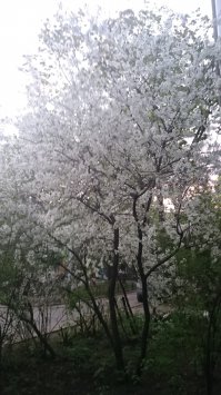 Вот такая распустилась рядом с домом...