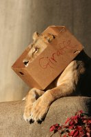 Как за несколько секунд превратить грозных львиц в котят