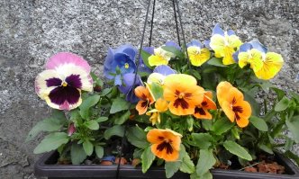 У нас холодновато, всего чуть за +20 - но это потому что море еще не прогрелось. Плодовые деревья уже отцветают, буйствует акация.
Цветы в кашпо в моем дворике, вчера - от души!