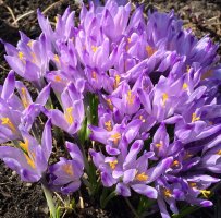 А пожалуйста! (Карелия)