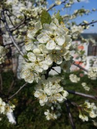 вот держи вишню.. домашняя)