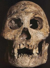 по вашим же фото видно, что у австралопитека (1-я фотография) клыки больше, чем у кроманьонца и сапиенса (учитывайте, что первый череп еще и меньше, так что тут еще и масштаб разный). Я приведу в пример череп дманисийского человека (1,8 млн. лет) и хабилис (тоже где то столько же). Может, конечно, просто зубы уменьшались из за того, что совершенствовались способы обработки пищи, хотя, конечно ели что было, и в разных регионах находят разных человекообразных - кто то мясоед, а кто то чисто травоядный, но взлетел все равно мясоед.