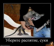 У нас дорогой кот и стоимость его постоянно растет
