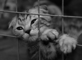 Все кончено, − слабым голосом сказал кот и томно раскинулся в кровавой луже, − отойдите от меня на секунду, дайте мне попрощаться с землей. О мой друг Азазелло! − простонал кот, истекая кровью, − где ты? − кот завел угасающие глаза по направлению к двери в столовую, − ты не пришел ко мне на помощь в момент неравного боя. Ты покинул бедного Бегемота, променяв его на стакан − правда, очень хорошего − коньяку! Ну что же, пусть моя смерть ляжет на твою совесть, а я завещаю тебе мой браунинг…