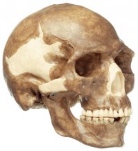 да уж, клыки изменились дальше некуда