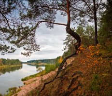 Спасибо.Вот ещё парочка фотографий,тоже Вилии