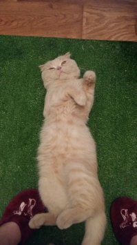 50 забавных животных до и после водных процедур 