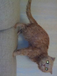 50 забавных животных до и после водных процедур 