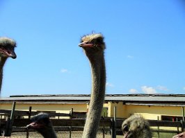 Забавные. :)
Ну и от меня ловите пару фоток.