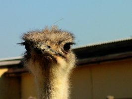 Забавные. :)
Ну и от меня ловите пару фоток.