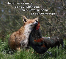 Подглядывая за лисичками