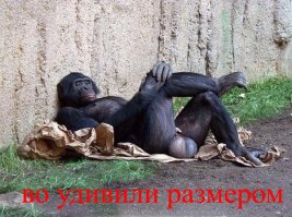 Мексиканец страдает от своего огромного члена