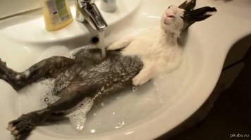 50 забавных животных до и после водных процедур 