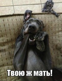 Крокодил напал на собаку