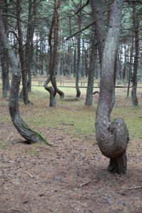 Не знаю, как в Польше, но под Калининградом природа постаралась...
Танцующий лес — участок хвойного леса, расположенный на 37-м километре Куршской косы (Калининградская область, Россия)