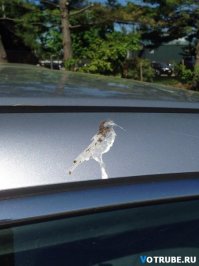 ПЕРФЕКЦИОНАНИЗМ.