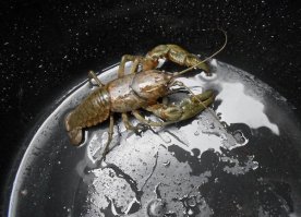 Это просто рак на дне ведра )))°