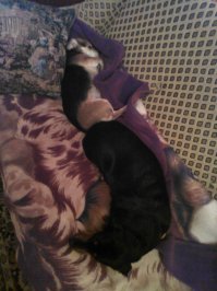 У моих девочек не столь большая разница в габаритах (одна весом 6 кг. а вторая 28), но дружба душевная и даже разница в возрасте не мешает. Меньшая старше по возрасту, но безусловный лидер и авторитет.