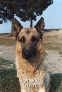 Немец когда немного подсохнет.