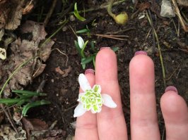 Цветы с моего участка