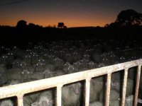 У меня такая встреча однажды была, чуть не попутал. Оказалось стадо дремлющих коров...
