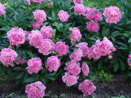 В наших краях это чуть позже начнётся. Где-то конец мая, начало июня. В прошлом году у меня вот такой вот палисадничек был: