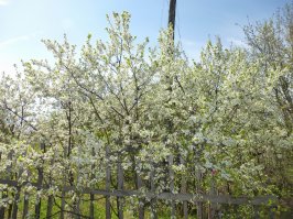 Цветы с моего участка