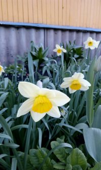 Цветы с моего участка