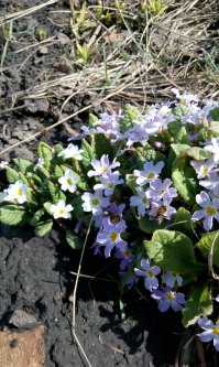 Цветы с моего участка