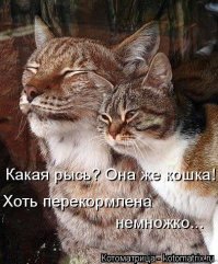 Рысь - красивое животное 