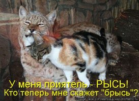 Рысь - красивое животное 