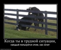 Такое даже во сне не приснится!  Кот подрался со змеёй, которую наполовину проглотила жаба