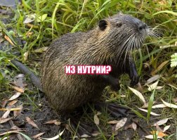 Так возмущался что разбил себе лобовое 