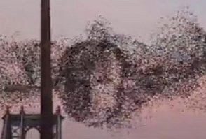 Птицы в курсе.