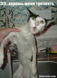 Подборка картинок со смешными подписями