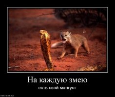 Уборка в бухгалтерии: сотрудник серпентария чистиn логово кобр