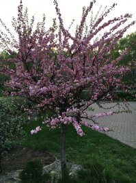 около дома миндаль цветет, и не хуже сакуры выглядит :)