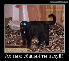 Когда твой кот не любит фотографироваться