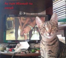 Когда твой кот не любит фотографироваться