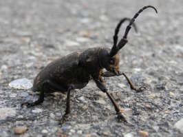 20 самых популярных макрофотографий на 500px в этом году