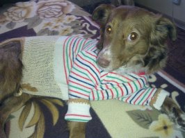 Жизнь хозяйки собаки в 10 очаровательных иллюстрациях