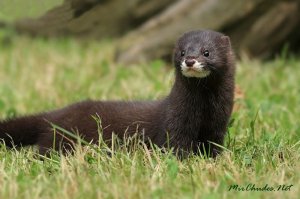 смотрим на картинку потом смотрим на выложенное видео, смотрим на картинку а потом осознаем какой вы тупой пи**рас 

Пс ты дебил я это животное видел вживую ни раз ,мордочка именно такая как у европейской Да на фото европейская если не знали вдруг