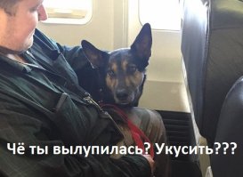 Авиакомпании нарушают собственные правила ради спасения животных от пожара