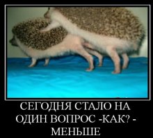 Любовное настроение: как насекомые делают это