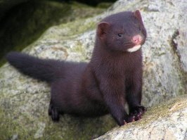 Ох как я люблю "ботаников" диванных!!!!! Американская норка вот она!!!