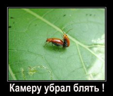 Любовное настроение: как насекомые делают это